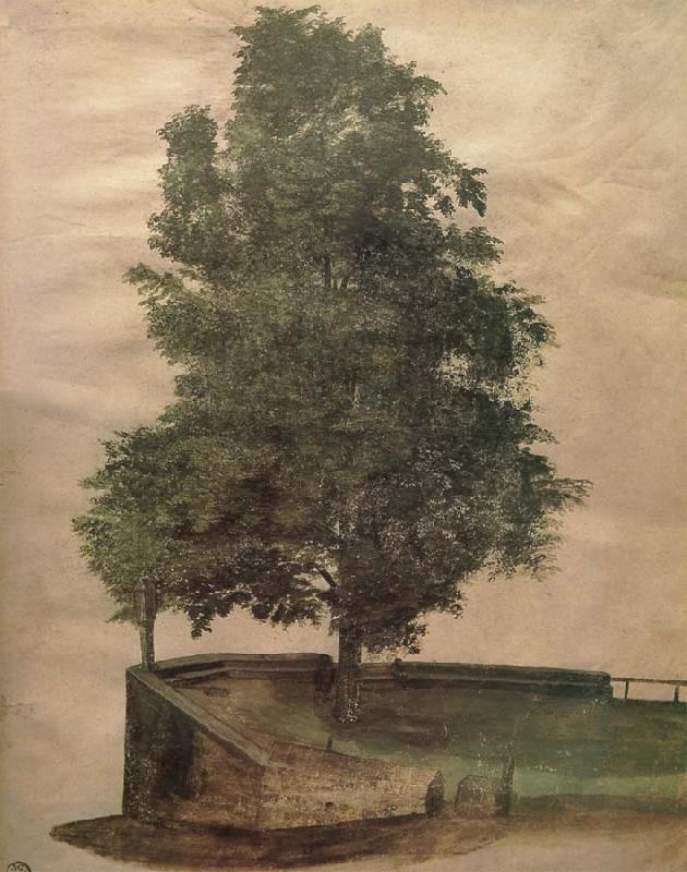  Linden Tree on a Bastion